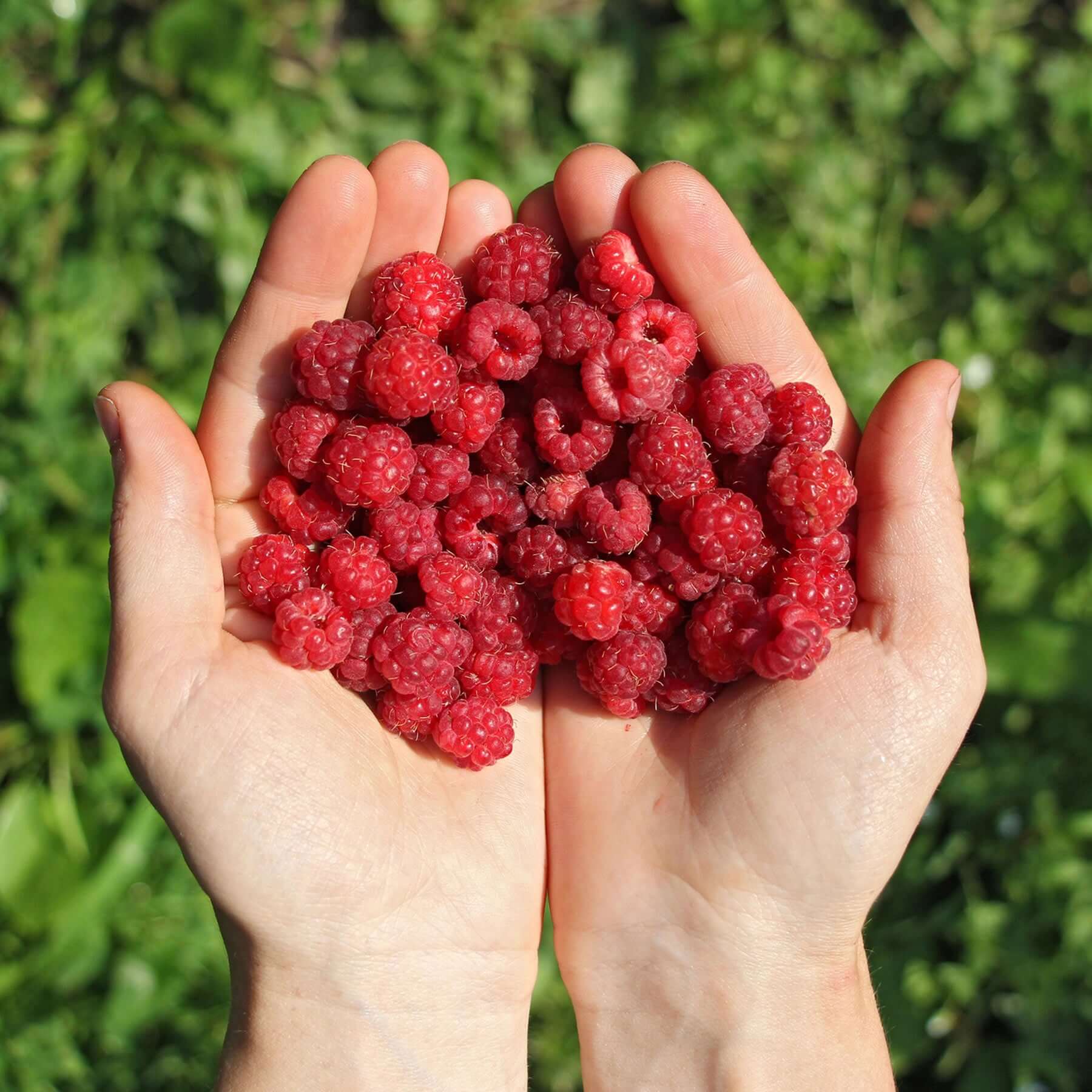 Raspberry Honey - Limited Edition - Image 8